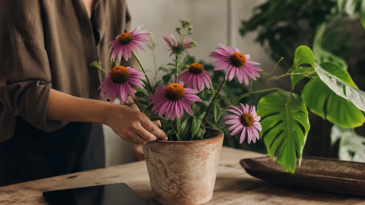 Fleurs qui commencent par la lettre E : liste et secrets