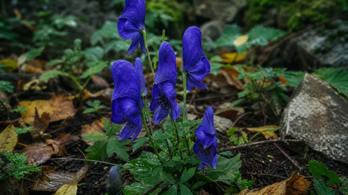 Fleurs qui commencent par la lettre A : liste et secrets
