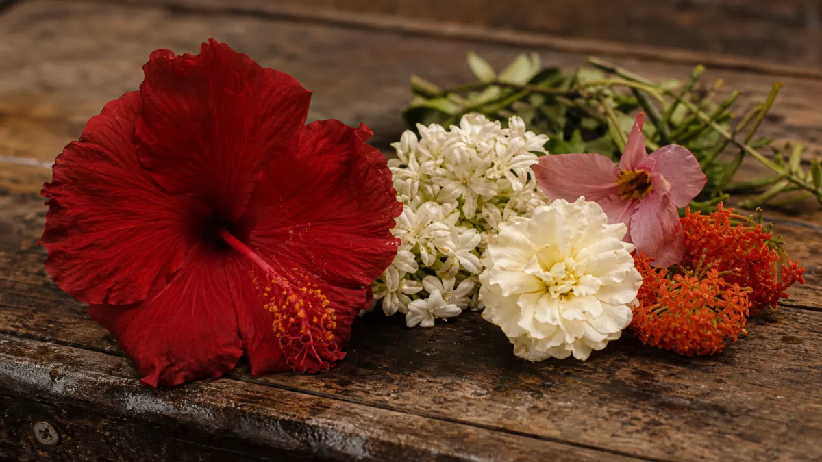 Fleurs qui commencent par la lettre H : le guide complet