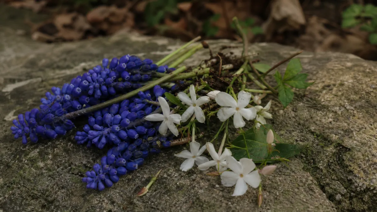 Fleurs qui commencent par la lettre J : la liste complète