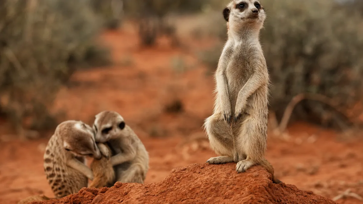 Animaux commençant par la lettre S : la liste complète