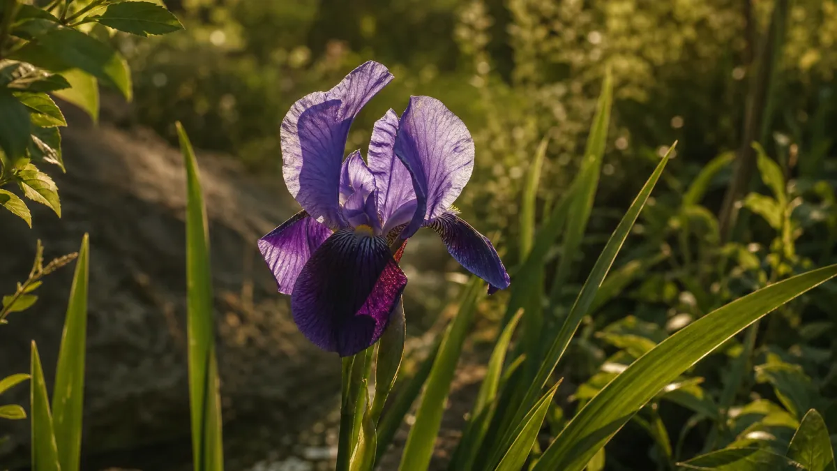 Fleurs qui commencent par la lettre I : la liste complète