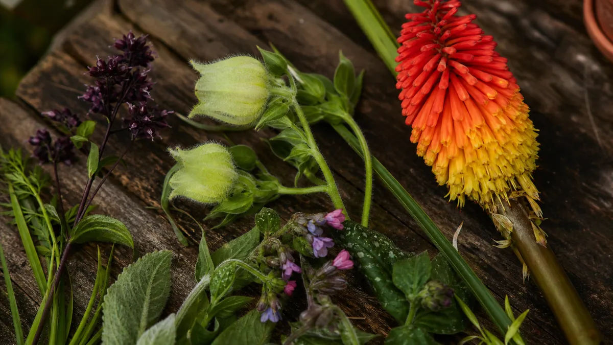 Fleurs qui commencent par la lettre K : la liste complète