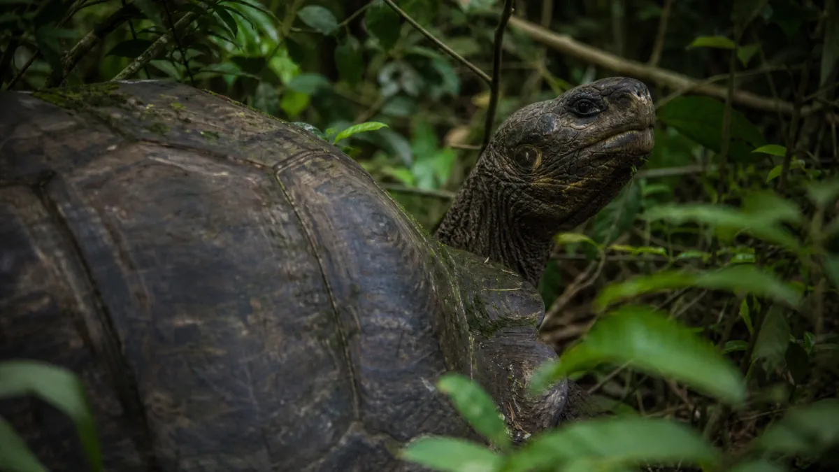Animaux qui commencent par la lettre T : la liste complète