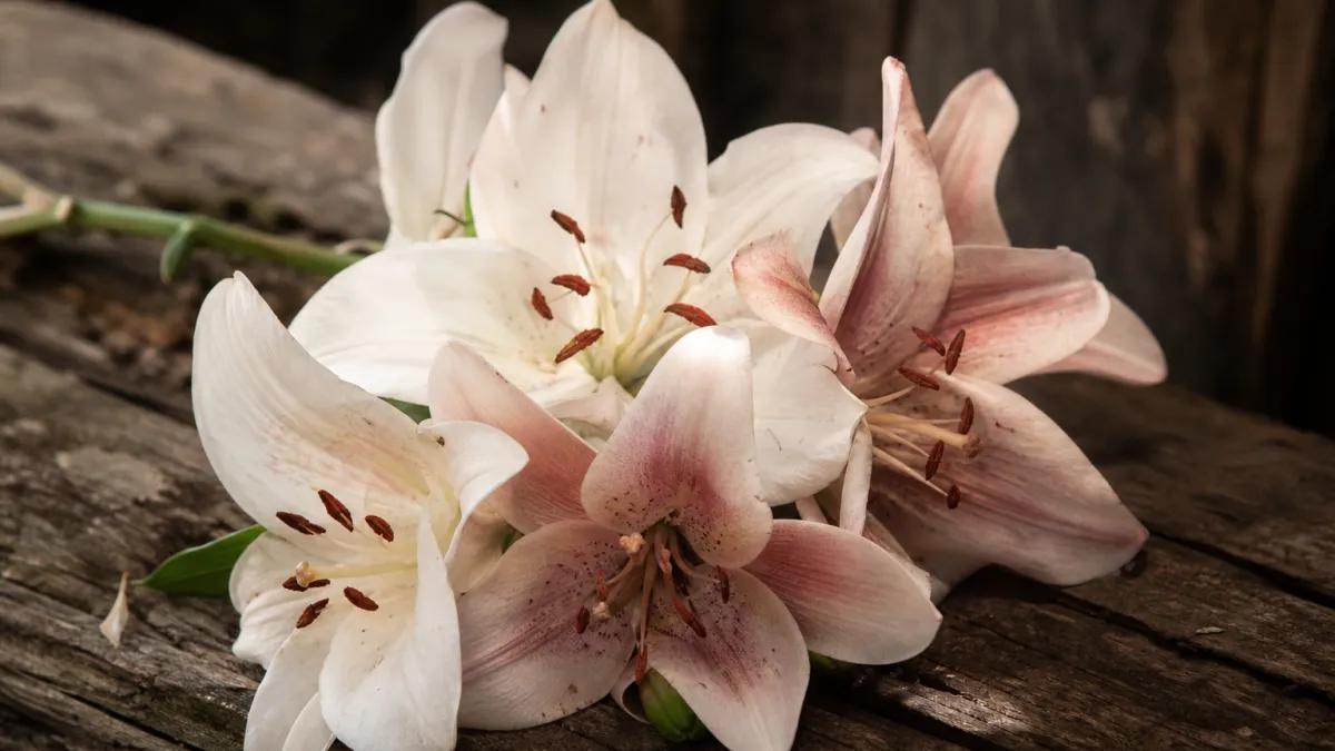 Fleurs qui commencent par la lettre L : le guide complet